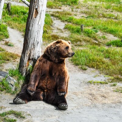 Brown bear taking in the sites.