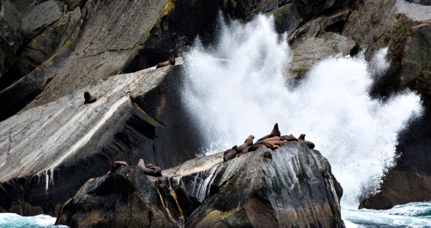 Sea lion rookery in Resurrection Bay.