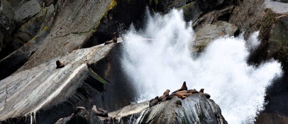 Sea lion rookery in Resurrection Bay. Sea lion rookery in Resurrection Bay.
