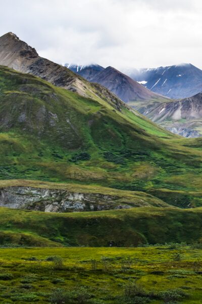 Take a guided bus tour into the heart of Denali National Park.