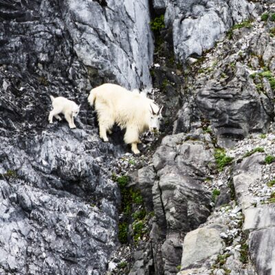 Mountain goat and kid scaling the cliffs in Glacier Bay National Park.