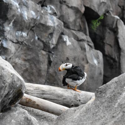 Puffin preening at the SeaLife Center in Seward, Alaska.