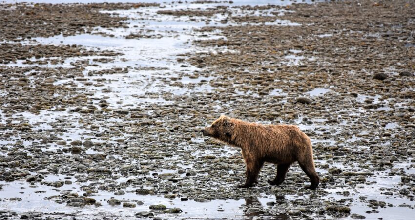 Brown bear strolls low tide at Chinitna Bay.