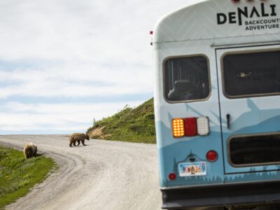 Bears crossing the road in Denali park.