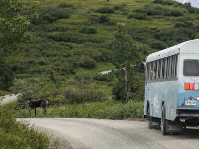 Bus meets 'bou on the Denali Park Road.