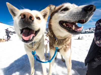 All smiles on a bluebird day for dog sledding.