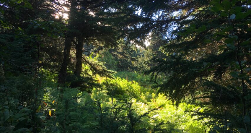 Exploring the forest on the Turnagain Arm Trail.