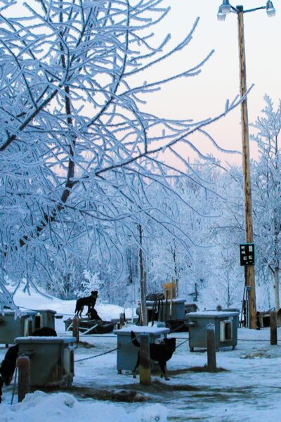 Frosty setting of the Happy Trails sled dog kennel. Frosty setting of the Happy Trails sled dog kennel.