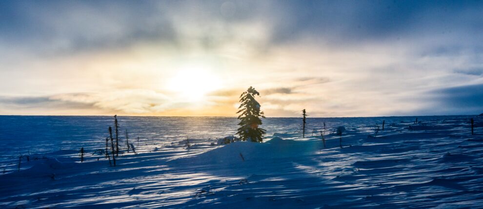 Windswept world of the Arctic in winter.