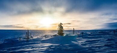 Windswept world of the Arctic in winter.