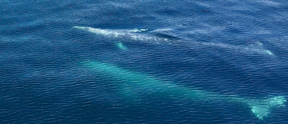 Gray whale mother and calf on a whale watching tour out of Seward.