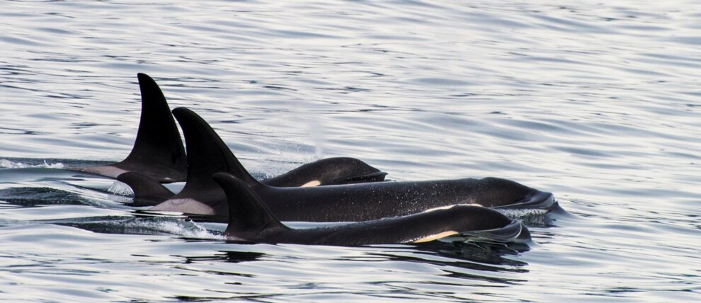 A trio of orcas plus a calf swim through Resurrection Bay.