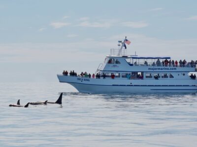 All kinds of orcas on a crystal clear spring day in Seward.