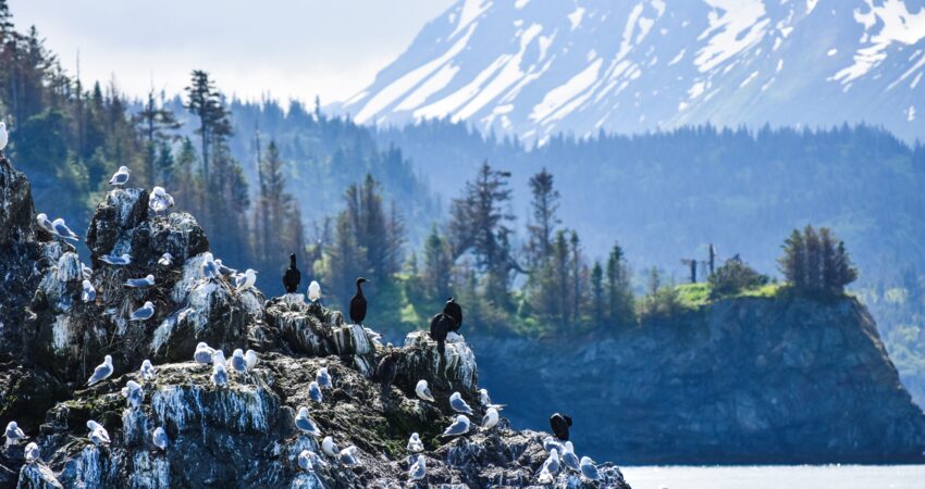 Seabirds congretate on Gull Rock in Kachemak Bay outside Homer.