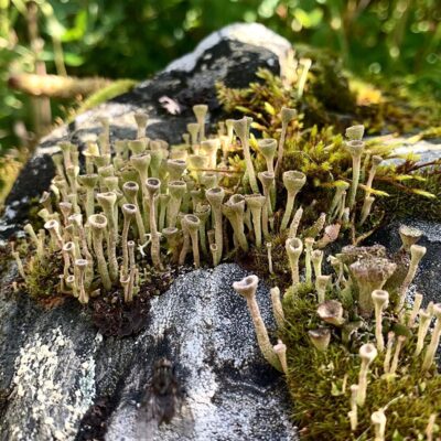 Natural wonders spotted on the Summer Valley Forest Hike.