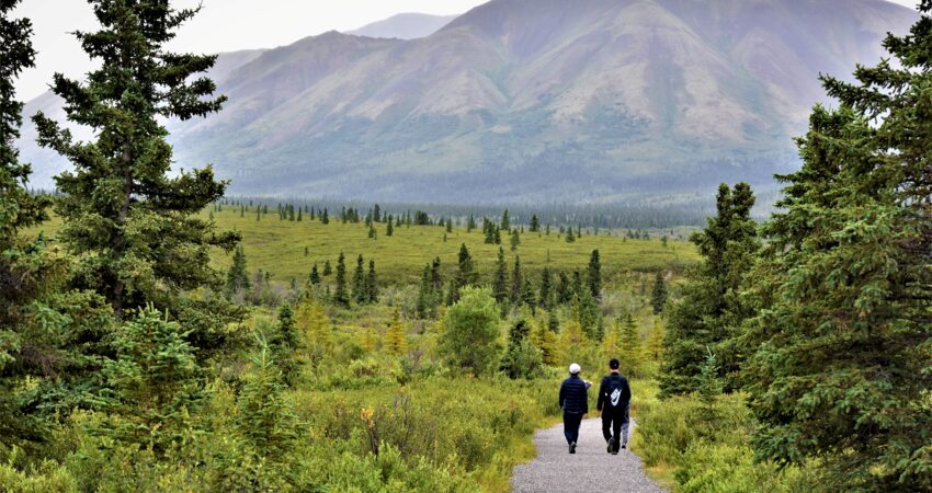 Mountain Vista Loop walking in Denali Park.