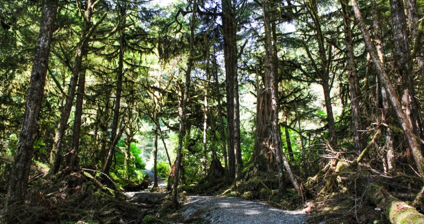 Walking among Sitka spruce in Seward.