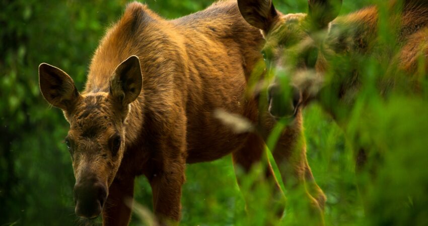 Twin calves peek through the forest at the Alaska Glacier Lodge.