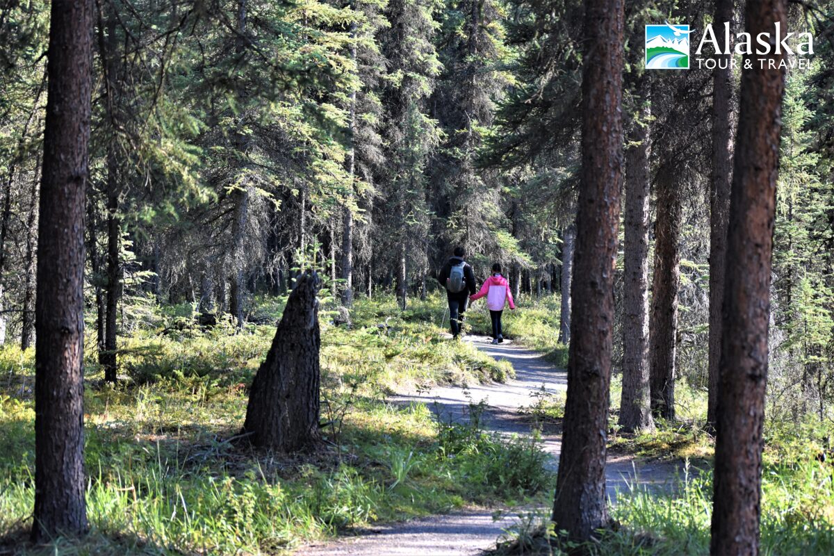 Guide to Getting Around Denali Without a Car | AlaskaTravel.com