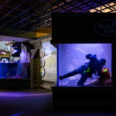 Diver tidies the kelp forest at the Alaska SeaLife Center.