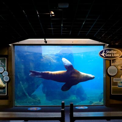 Pilot the Stellar Sea Lion swims by a lower viewing area.