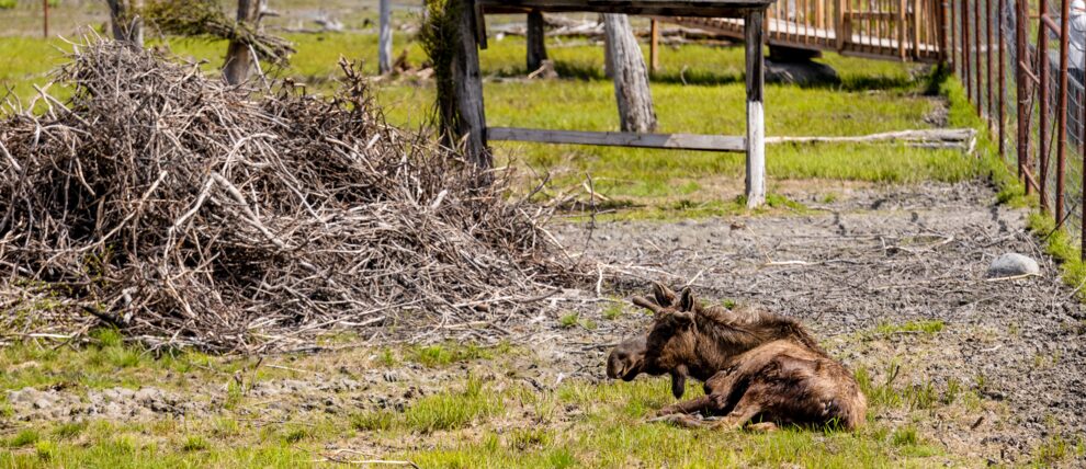 A young moose takes a rest at the Alaska Wildlife Conservation Center. A young moose takes a rest at the Alaska Wildlife Conservation Center.