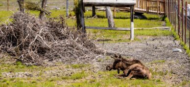 A young moose takes a rest at the Alaska Wildlife Conservation Center.