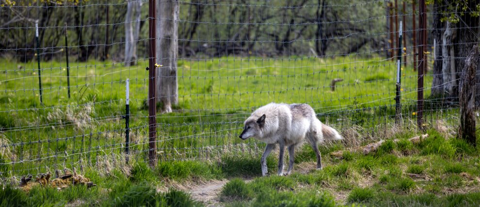Resident wolf at the Alaska Wildlife Conservation Center.