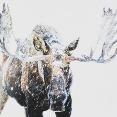 Moose in a whiteout. Photo by Logan Maddox. Moose in a whiteout. Photo by Logan Maddox.