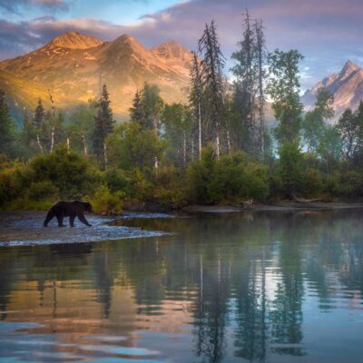 Bear at sunrise in Lake Clark National Park. Photo by Molly McCormick. Bear at sunrise in Lake Clark National Park. Photo by Molly McCormick.