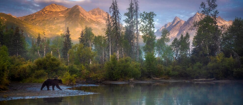 Bear at sunrise in Lake Clark National Park. Photo by Molly McCormick. Bear at sunrise in Lake Clark National Park. Photo by Molly McCormick.