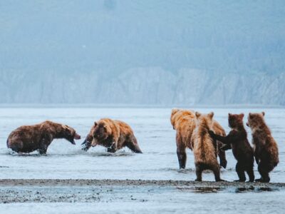 Social dynamics of brown bears on display at Katmai. Photo by Sarah Schifferle. Social dynamics of brown bears on display at Katmai. Photo by Sarah Schifferle.