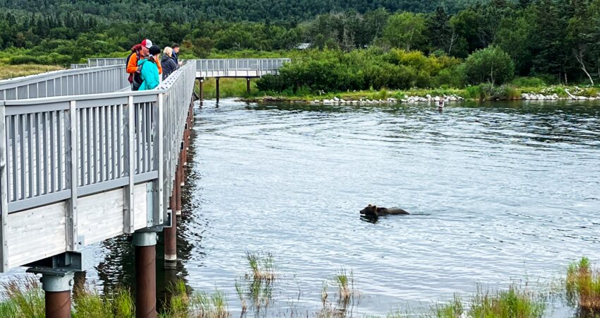 Bear swimming in Brooks River at Katmai National Park.