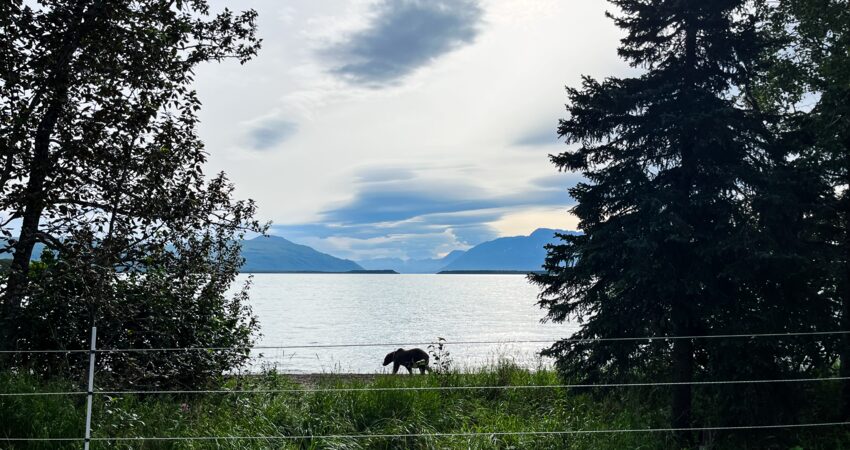 Bear on the beach at Naknek Lake in Katmai National Park.