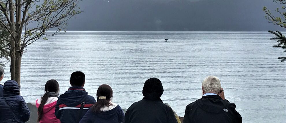 Whale spotting on a Seward sightseeing tour.