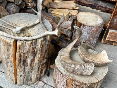 Horns and antlers on display on a Denali Natural History Tour. Horns and antlers on display on a Denali Natural History Tour.