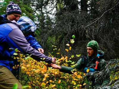 Foraging for berries on the a survivalist hiking tour near Denali.